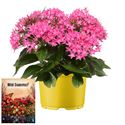 Bild von Ms P12 Pentas Pink star